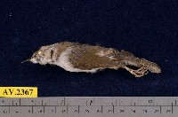 藏品(冠羽畫眉)的圖片